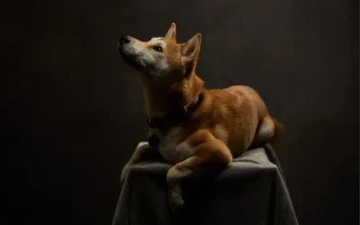 Shiba Inu Rouge : tout savoir sur la robe la plus iconique de la race