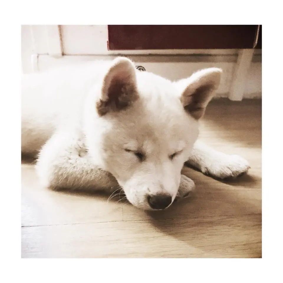 Shiba Inu Creme : robe reconnue ou non ? Tout savoir avant d'acheter chiot Shiba Inu blanc