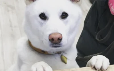 Shiba Inu Creme : robe reconnue ou non ? Tout savoir avant d’acheter