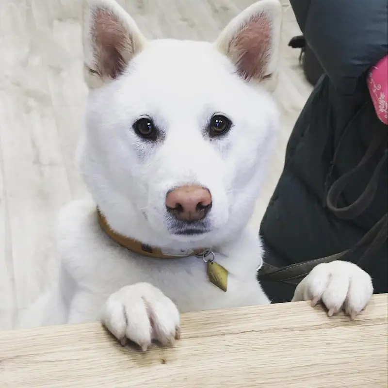 Shiba-inu-blanc-adulte-mignon