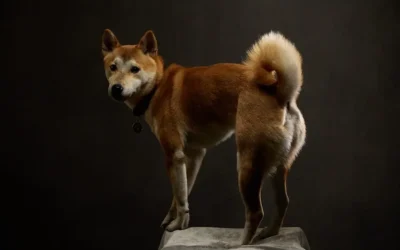 Pourquoi les shiba inu tremblent ?