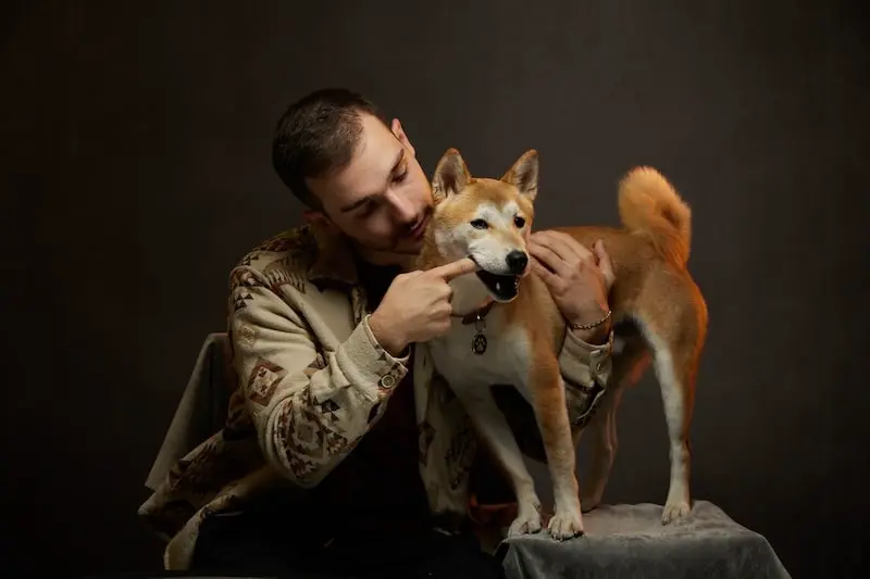 aiko-shiba-inu-mordillement aiko-shiba-inu-mordillement