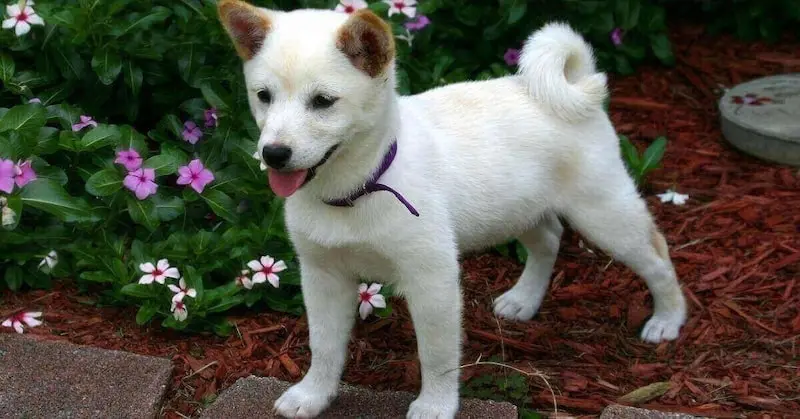 chiot-shiba-inu-blanc chiot-shiba-inu-blanc
