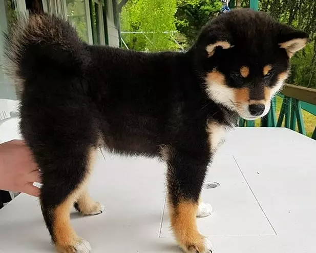 shiba inu-chiot-noir-et-feu-photo-mignonne shiba inu-chiot-noir-et-feu-photo-mignonne