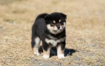Shiba Inu Sesame Noir : la robe la plus rare, ne pas confondre avec le noir et feu
