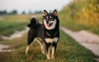 Shiba Inu noir : tout savoir sur la robe noire et feu (guide complet)