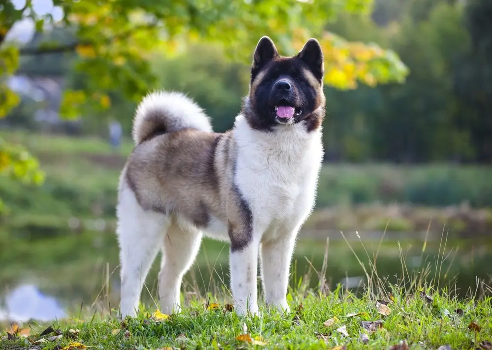 Akita-Américain-chien-japonais Akita-Américain-chien-japonais