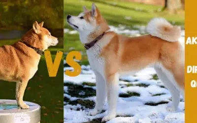 Shiba Inu vs Akita Inu : toutes les differences entre ces deux races japonaises