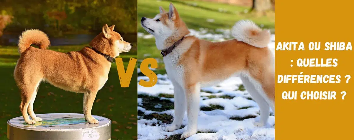 Shiba Inu vs Akita Inu : toutes les differences entre ces deux races japonaises Akita Inu vs Shiba Inu