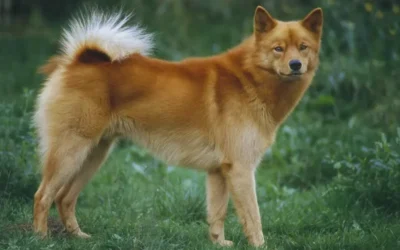 Quelle chien nordique ressemble au shiba ?