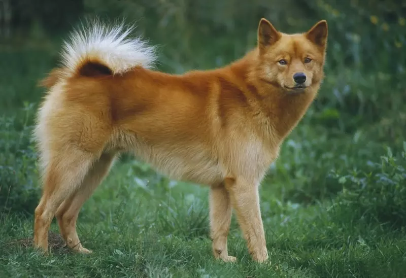 Chien de chasse finlandais Chien de chasse finlandais
