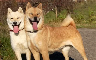 Hokkaido Inu : race japonaise du Grand Nord, caractere et tout savoir