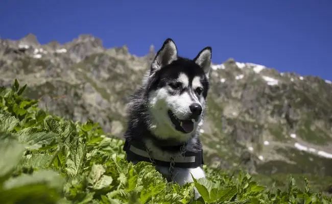Le-Husky-de-Sakhaline Le-Husky-de-Sakhaline