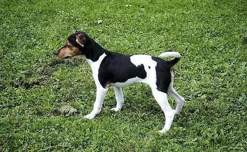 Le Terrier Japonais Le Terrier Japonais