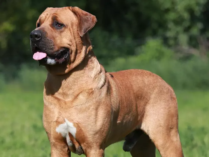 Le Tosa Inu Le Tosa Inu