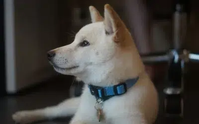 Le Shiba Inu en tenue de mariage : Comment inclure votre chien dans votre grand jour