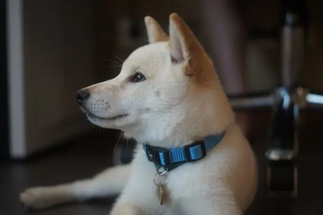 Shiba Inu Shiba Inu
