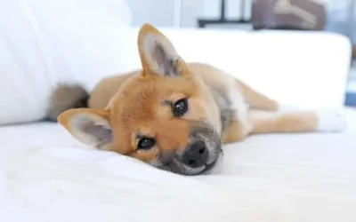 Shiba Inu nain (Mame Shiba) : taille, prix et tout ce qu’il faut savoir