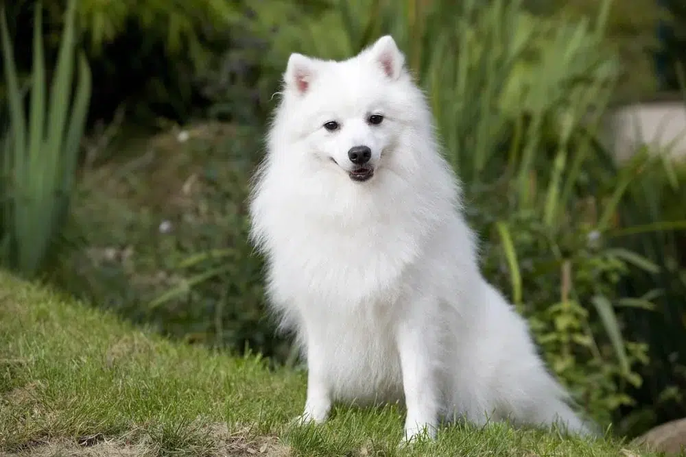 Spitz Japonais chien japonais Spitz Japonais chien japonais