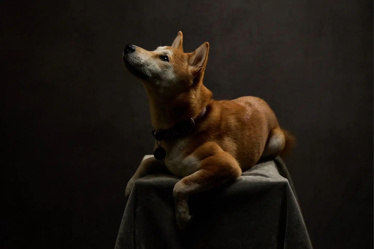 aiko shiba inu allongé aiko shiba inu allongé