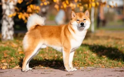 Chien japonais : les 6 races Nihon-Ken et comment choisir