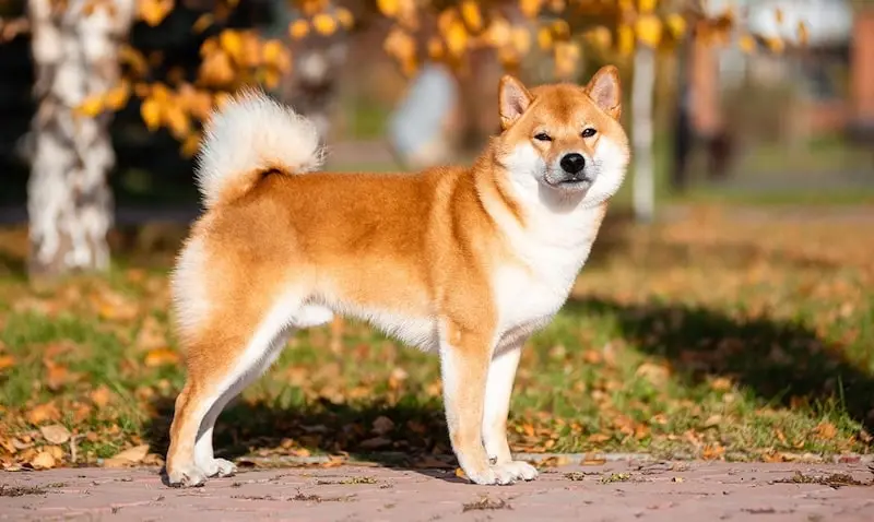akita-inu-au-soleil akita-inu-au-soleil
