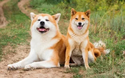 Comment convaincre ces parents de prendre un shiba inu ?