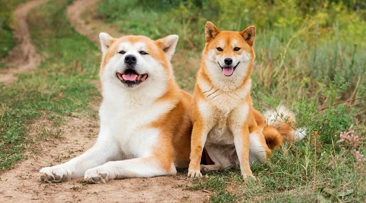 akita-vs-shiba-inu akita-vs-shiba-inu
