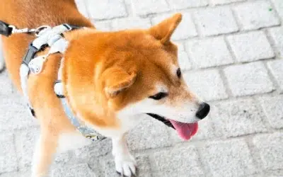 Le Shiba Inu comme chien de garde