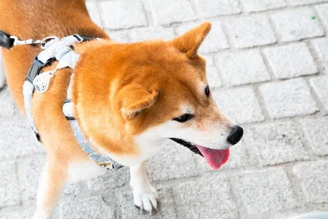 chien de garde-Shiba Inu chien de garde-Shiba Inu
