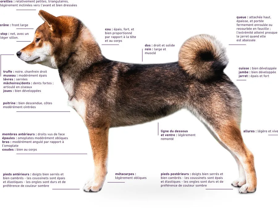 analyse-du-shiba-inu-corps analyse-du-shiba-inu-corps