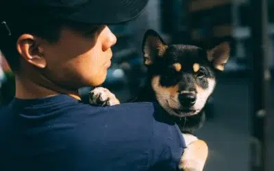 Comment avoir un shiba inu venant du japon ?