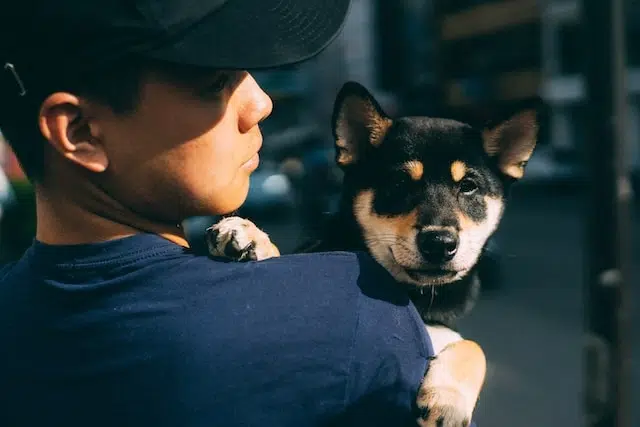 chiot shiba noir dans les bras d’un homme chiot shiba noir dans les bras d'un homme