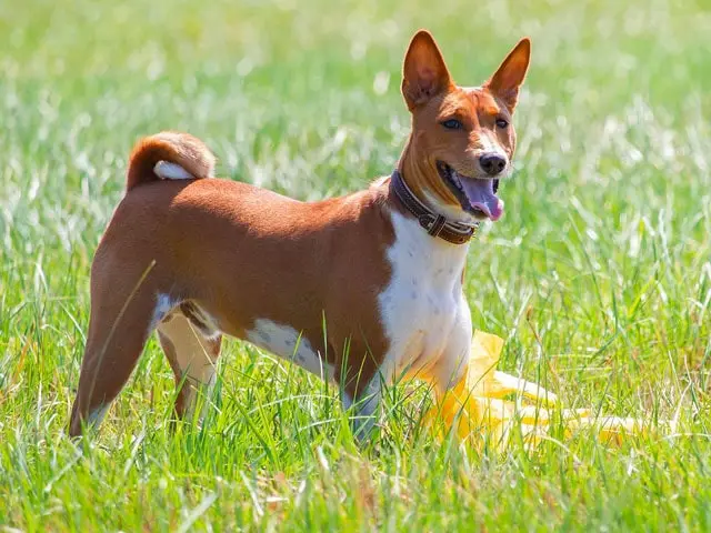basenji basenji
