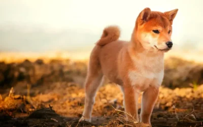 Prix d’un Shiba Inu en France : budget d’achat, frais annuels et cout total