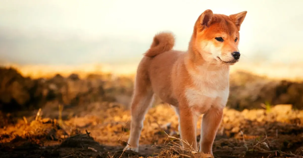 Prix d'un Shiba Inu en France : budget d'achat, frais annuels et cout total chiot Shiba Inu 8 semaines