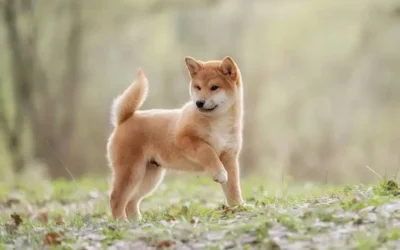 Prix d’un chiot Shiba Inu : guide complet 2025 par robe et elevage