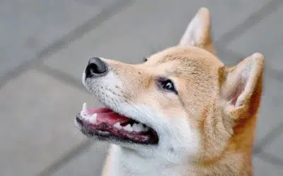 Signaux d’apaisement chez les Shibas