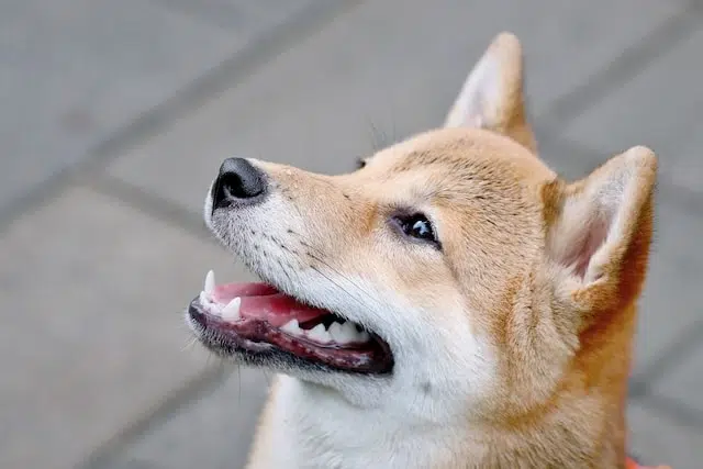 tête-Shiba Inu tête-Shiba Inu