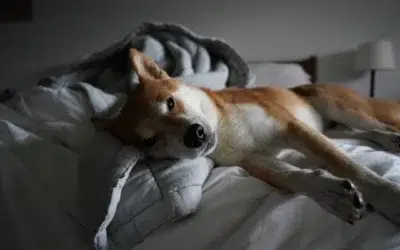 Langage corporel des Shinas Inu