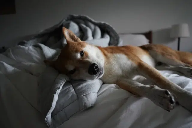 Shiba Inu qui fait dodo Shiba Inu qui fait dodo