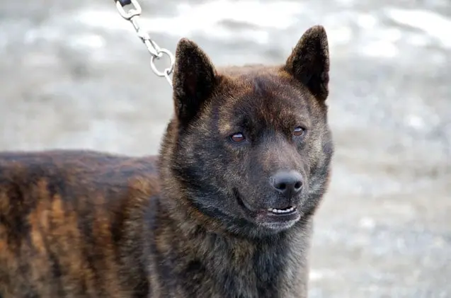 kai-ken-chien-japonais kai-ken-chien-japonais