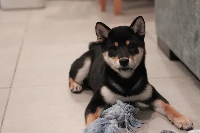 chiot shiba noir avec jouet chiot shiba noir avec jouet