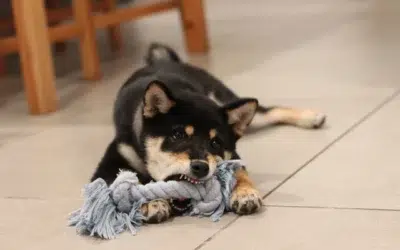 Le Shiba Inu : Un chien de chasse Japonais