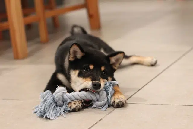 jouet Shiba Inu