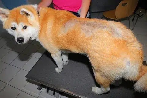 maladie-akita-inu maladie-akita-inu