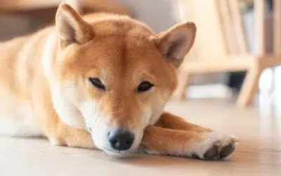 Combien coute un shiba inu en suisse ?