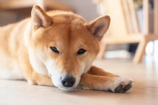 shiba allongé sur le sol de la maison shiba allongé sur le sol de la maison