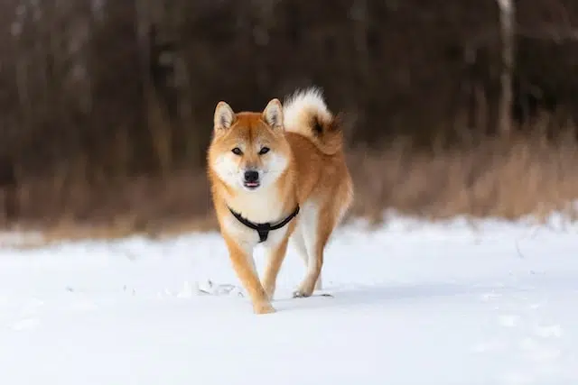 Shiba Inu Sesame Noir : la robe la plus rare, ne pas confondre avec le noir et feu Shiba Inu dans la neige