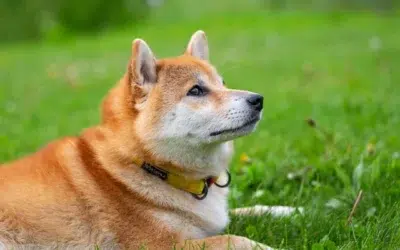 Elevage Shiba Inu : comment choisir un bon eleveur et eviter les pieges